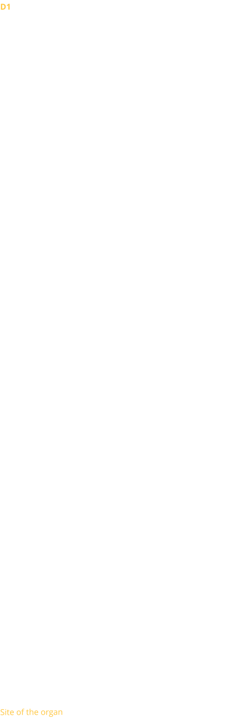 D1 There is hardly any information left on the organs of the Oratory before the Revolution. It is clear that the church of the Oratory, then a royal parish, must have possessed an instrument of great quality.  Assigned by Napoleon to the Reformed cult in 1811, the Oratory received the old organ of the church of St Louis du Louvre. It had been donated by Louis Féline, a member of the Reformed Consistory. Quickly judged insufficient to accompany the singing of the Psalms, it was ceded in 1835 to the Reformed parish of Nantes.  1828 The Consistory ordered an instrument with 3 manuals and 26 stops (including 10 reeds) from the organ builder Callinet-Somer. It sat in an empire-style sideboard designed by Hippolyte Godde. In 1845, at the instigation of the titular organist E. Meumann, a project to build a larger organ (with 32 feet and 56 stops) was born. Meumann then argued that the latter would then be better able to accompany Protestant worship. After much procrastination, it was finally only a restoration with a few repairs that was carried out in 1852 by the Maison Cavaillé-Coll who then took care of the maintenance of the organ.   1898 As part of a major renovation of the church, a new reconstruction of the organ was envisaged.  The work was entrusted to Joseph Merklin, who increased the instrument to 32 stops, installed an upside-down console and equipped the instrument with a pneumatic transmission. The alterations were paid for by a bequest from a parishioner.   This instrument performed well until the 1950s, when the instrument showed many signs of fatigue.  1962 After various consultations, the parish favoured the construction of a new organ on a new, more spacious gallery (to accommodate the Oratory's large choir). The construction of the new instrument was then entrusted to the Gonzalez establishments, which created a neoclassical organ without an electropneumatic action case, with 3 manuals and pedal and 67 stops. 32 stops of the previous organ were integrated and completely re-voiced. The stoplist was entrusted to Norbert Dufourcq. In order to keep as much space as possible on the tribune, the back positive was placed in 2 parts in side niches on either side of the tribune. One side is enclosed (including Bourdon, Flute, Cornet, and Cromorne), while the other is not (Principals, mixtures, and reeds). The organ layout is distributed between the main case on the gallery (with the Récit above and the Pedal to the side) and two side cases for the Positif.   1987 Overahul by Jean-Marc Cicchéro.   2012 Installation of an electric traction, an electronic combiner, a sequencer and a transposer by Bernrad Dargassies.  2014-2015 Overhaul by Bernard Dargassies.  Site of the organ