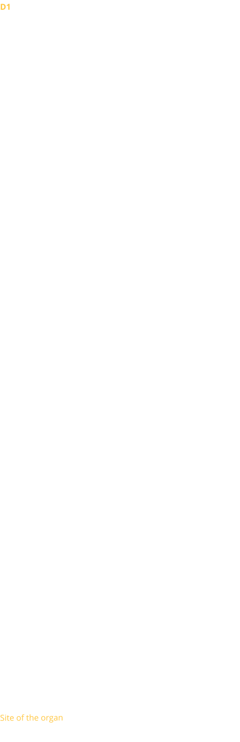 D1 There is hardly any information left on the organs of the Oratory before the Revolution. It is clear that the church of the Oratory, then a royal parish, must have possessed an instrument of great quality.  Assigned by Napoleon to the Reformed cult in 1811, the Oratory received the old organ of the church of St Louis du Louvre. It had been donated by Louis Féline, a member of the Reformed Consistory. Quickly judged insufficient to accompany the singing of the Psalms, it was ceded in 1835 to the Reformed parish of Nantes.  1828 The Consistory ordered an instrument with 3 manuals and 26 stops (including 10 reeds) from the organ builder Callinet-Somer. It sat in an empire-style sideboard designed by Hippolyte Godde. In 1845, at the instigation of the titular organist E. Meumann, a project to build a larger organ (with 32 feet and 56 stops) was born. Meumann then argued that the latter would then be better able to accompany Protestant worship. After much procrastination, it was finally only a restoration with a few repairs that was carried out in 1852 by the Maison Cavaillé-Coll who then took care of the maintenance of the organ.   1898 As part of a major renovation of the church, a new reconstruction of the organ was envisaged.  The work was entrusted to Joseph Merklin, who increased the instrument to 32 stops, installed an upside-down console and equipped the instrument with a pneumatic transmission. The alterations were paid for by a bequest from a parishioner.   This instrument performed well until the 1950s, when the instrument showed many signs of fatigue.  1962 After various consultations, the parish favoured the construction of a new organ on a new, more spacious gallery (to accommodate the Oratory's large choir). The construction of the new instrument was then entrusted to the Gonzalez establishments, which created a neoclassical organ without an electropneumatic action case, with 3 manuals and pedal and 67 stops. 32 stops of the previous organ were integrated and completely re-voiced. The stoplist was entrusted to Norbert Dufourcq. In order to keep as much space as possible on the tribune, the back positive was placed in 2 parts in side niches on either side of the tribune. One side is enclosed (including Bourdon, Flute, Cornet, and Cromorne), while the other is not (Principals, mixtures, and reeds). The organ layout is distributed between the main case on the gallery (with the Récit above and the Pedal to the side) and two side cases for the Positif.   1987 Overahul by Jean-Marc Cicchéro.   2012 Installation of an electric traction, an electronic combiner, a sequencer and a transposer by Bernrad Dargassies.  2014-2015 Overhaul by Bernard Dargassies.  Site of the organ
